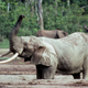 Un elefante africano del bosque.
